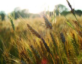 Durum wheat semolina SSSE Durum wheat semolina SSSE