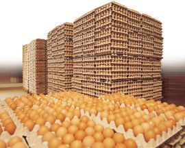 Fresh eggs Fresh eggs